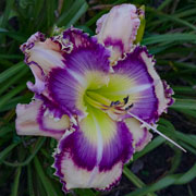 Fancy Face Diva Doll Daylily